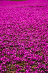 Stunning landscape of a vibrant flower field located in Japan near the iconic Mount Fuji.