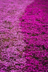 Obraz premium Stunning landscape of a vibrant flower field located in Japan near the iconic Mount Fuji.