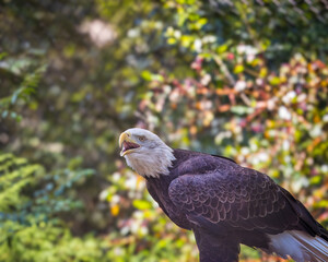 American bald eagle in the zoo