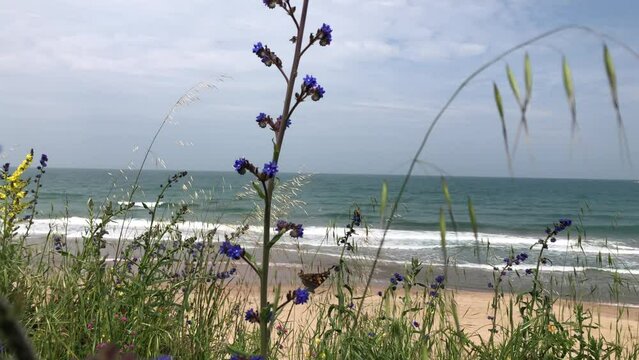 Closeup shot of greenery and blue flowers on the beach with sea in the background