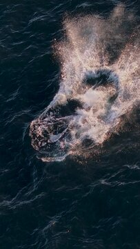 Drone footage of a playful humpback whale jumping out of water on a sunny day