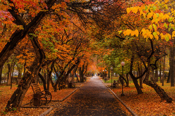 City boulevard on a cloudy day with autumn trees - obrazy, fototapety, plakaty