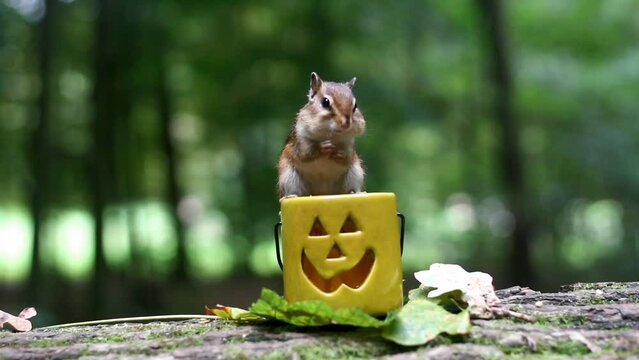 Chipmunk standing on Halloween bucket eating nuts during daytime at the park with blur background
