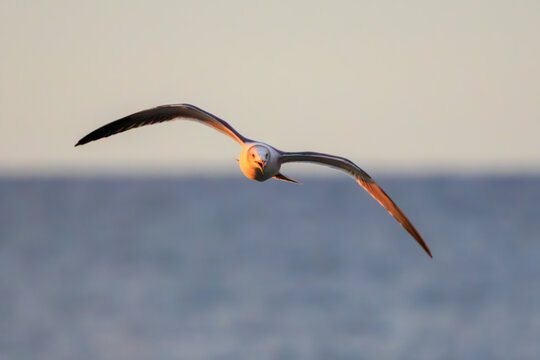 美しい日の出のウミネコ（カモメ科）。

神奈川県中郡大磯町照ヶ崎海岸にて。
2023年10月21日撮影。

A Black-tailed Gull at a beautiful sunrise.

At Terugasaki Beach, Oiso Town, Naka-gun, Kanagawa-pref, Japan,
photo by October 21, 2023.

