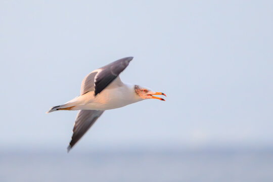 美しい日の出のウミネコ（カモメ科）。

神奈川県中郡大磯町照ヶ崎海岸にて。
2023年10月21日撮影。

A Black-tailed Gull at a beautiful sunrise.

At Terugasaki Beach, Oiso Town, Naka-gun, Kanagawa-pref, Japan,
photo by October 21, 2023.
