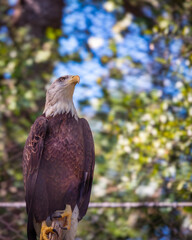 american bald eagle in flight