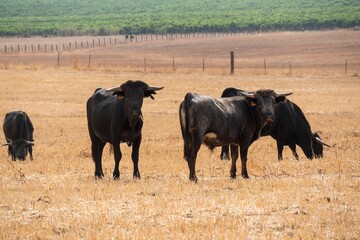 Bulls grazing in a grassy field in the countryside