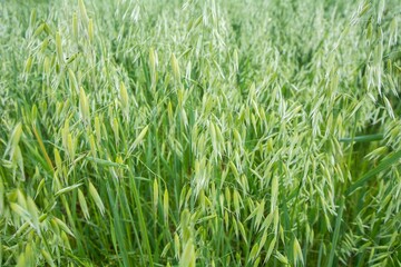 Fototapeta premium Landscape of a field covered in lush greenery in the daylight in the countryside