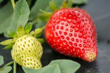 a large strawberry is sitting by some leaves on a black table