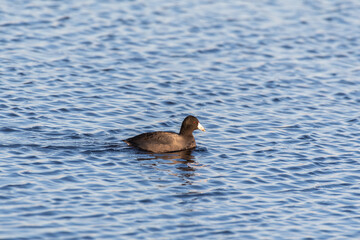 A coot bird swimming in a blue lake in afternoon sunlight, with shallow focus and blurred background.