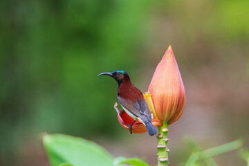 Purple-rumped Sunbird on flower
