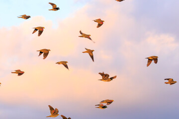 海水のミネラル分を摂取するため、山から波打ち際に飛来してくる美しいアオバト（ハト科）の群れ。
神奈川県の天然記念物に指定。
神奈川県中郡大磯町照ヶ崎海岸にて。
2023年10月21日撮影。

A flock of beautiful White-bellied Green Pigeon fly into the surf from the mountains to ingestion with m