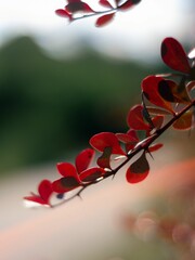 Close-up shot of a tree branch with red leaves silhouetted against the setting sun