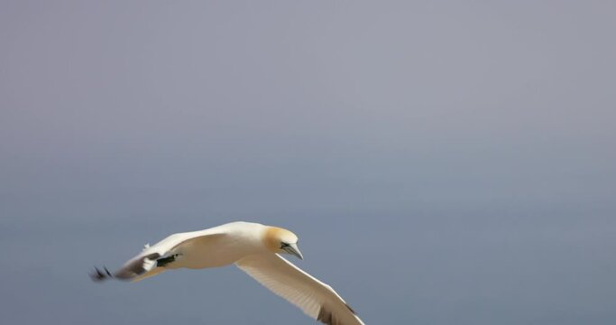Northern gannet in flight with a blue sky background at ile Bonaventure in Perc&eacute;, Qu&eacute;bec, Canada. 