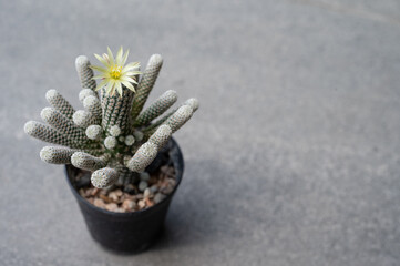 A pot of Turbinicarpus Minima with small yellow flower blooming. It’s a fairly easy and robust species to cultivate, but very slow growing.