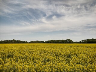 Vibrant landscape featuring a field of yellow wildflowers illuminated by a cloudy sky