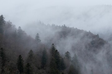 Moody, cloudy sky with a row of silhouetted trees and a foggy mist rolling in