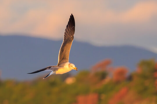 美しい日の出のウミネコ（カモメ科）。

神奈川県中郡大磯町照ヶ崎海岸にて。
2023年10月21日撮影。

A Black-tailed Gull at a beautiful sunrise.

At Terugasaki Beach, Oiso Town, Naka-gun, Kanagawa-pref, Japan,
photo by October 21, 2023.
