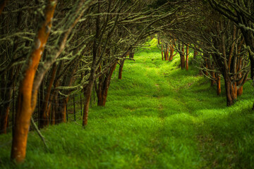 Hawaiian Acacia Koa Tree Forest - obrazy, fototapety, plakaty