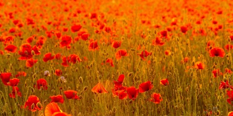 Picturesque landscape featuring a lush field of vibrant poppy blooms