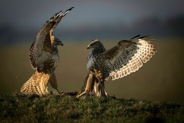Closeup shot of two red kite birds fighting on a field