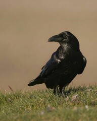 Vertical shot of a black crow bird perched on a field