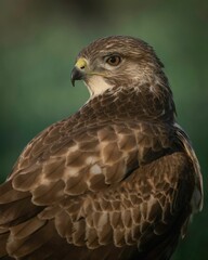Obraz premium Vertical selective focus shot of a red kite bird perched on a field