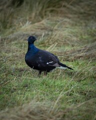 Obraz premium Vertical shot of a black grouse bird perched on a field