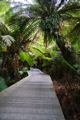 Fototapeta na wymiar Scenic pathway surrounded by lush vegetation
