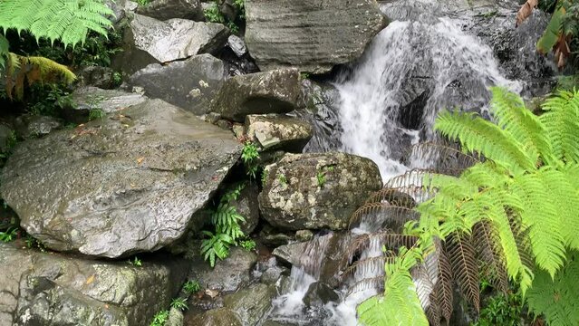 The popular roadside attraction of La Coca Falls in El Yunque Rainforest on the island of Puerto Rico, the only tropical rain forest in the United States National Forest System