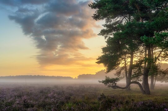 Beautiful landscape of a valley with morning dew and trees during the sunrise - great for wallpapers