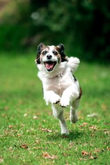 Vertical shot of a funny happy australian shepherd dog running in the field