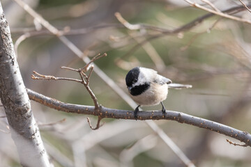 A coal tit bird perched on a branch in a tree looks down toward the left side of the image, with a blurred background.