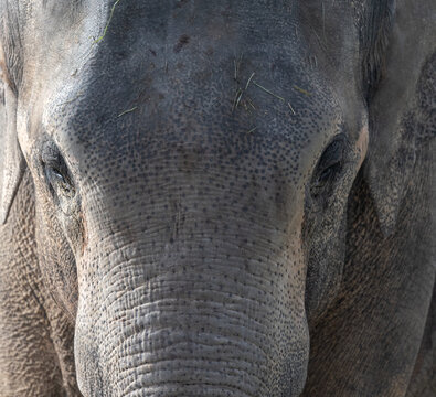 Close up of the face of an Indian Elephant, partially in direct sunlight and partially in shadow.