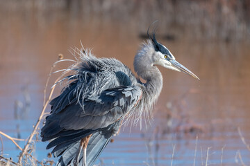 A Great Blue Heron with ruffled feathers on the bank of a pond stares into the water, searching for its next potential meal.