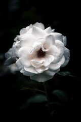 A vertical shot of a white rose in the dark