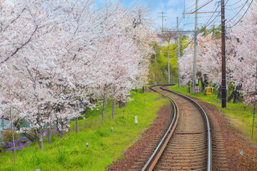 Fototapeta na wymiar Kyoto, Japan - March 31 2023: Keifuku Tram is operated by Keifuku Electric Railroad. It consists of two tram lines and it's one of the best cherry blossom spots in the west of Kyoto city