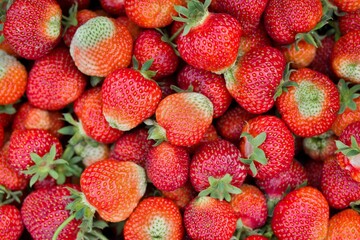 a bunch of strawberries are laying out on the ground