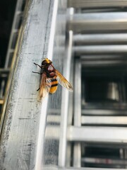 Closeup of a bee perched on a metal railing
