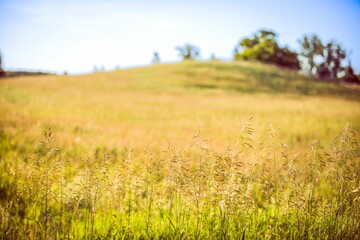 Beautiful landscape featuring a lush green grassy area with a rolling hill in the background - obrazy, fototapety, plakaty