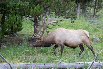 Naklejka na ściany i meble Majestic elk is pictured enjoying its grazing in a forest
