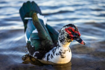 Closeup shot of a Muscovy duck floating on the tranquil surface of the water.