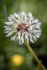 Vertical shot of a dandelion growing in a field with a blurry background