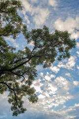 Obraz premium Green tree branches with lush foliage against the background of a blue sky.
