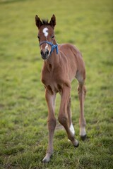 Small brown foal galloping across a lush, green pasture