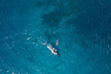 Aerial view of whales in the sea in Bass Point, Australia