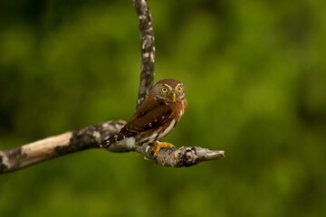 Fototapeta premium Close-up shot of a Rufous Owl perched on a tree branch