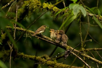Obraz premium Pied flycatchers perched on a barren tree branch in a murky forest setting: one feeding others