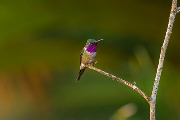 Vibrant hummingbird perched on a lush green tree branch © Wirestock