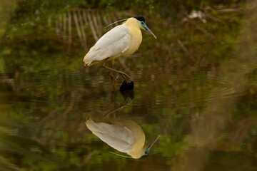 Green night heron perched on the edge of a body of water, its right leg crossed over its left